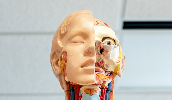 a model of a persons head